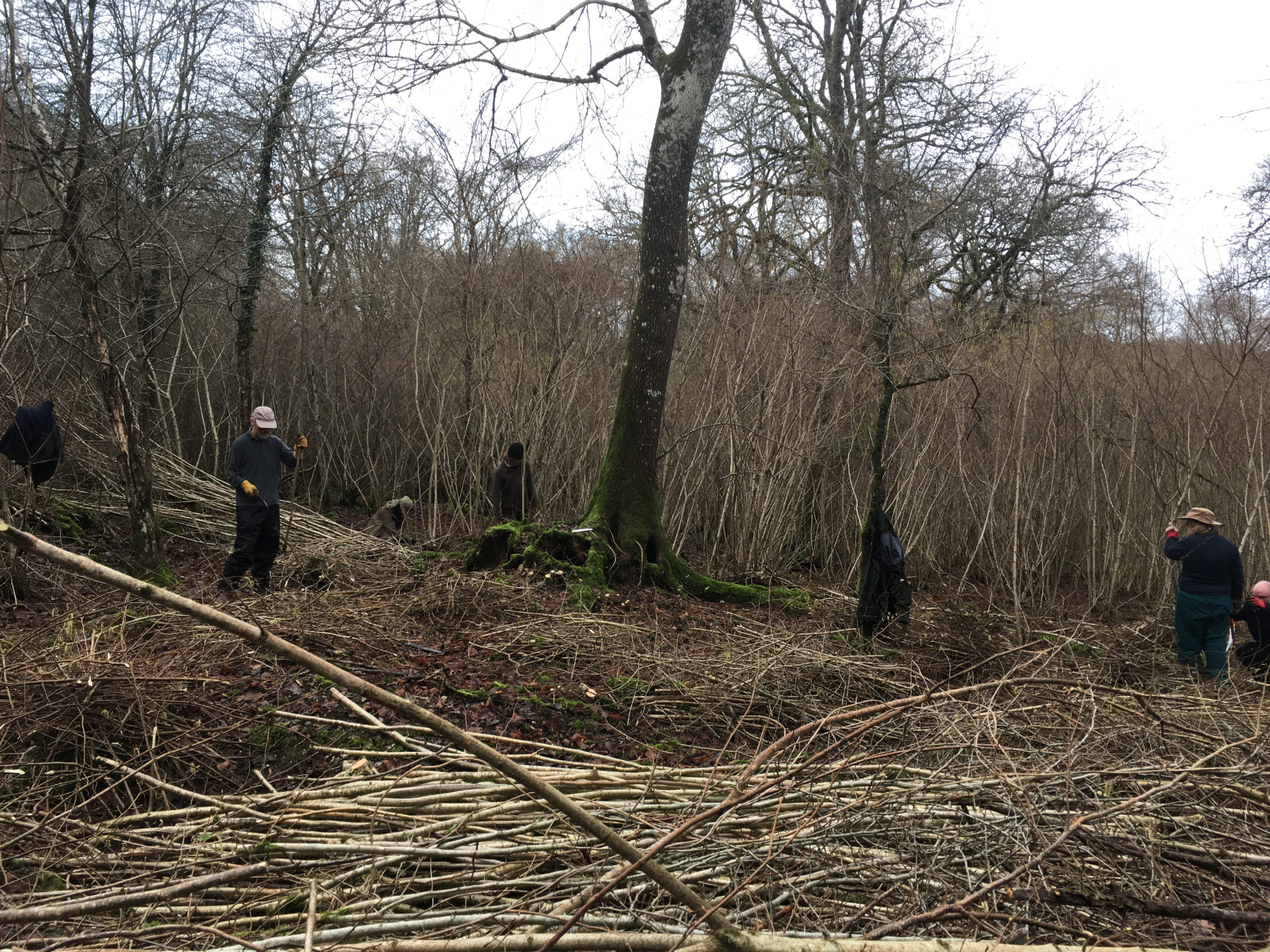 Introduction to Coppicing